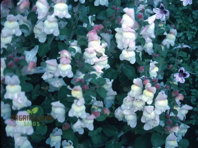 Antirrhinum Molle Seeds for Planting,Beautiful and Hardy Snapdragon Flower Seeds for Your Garden