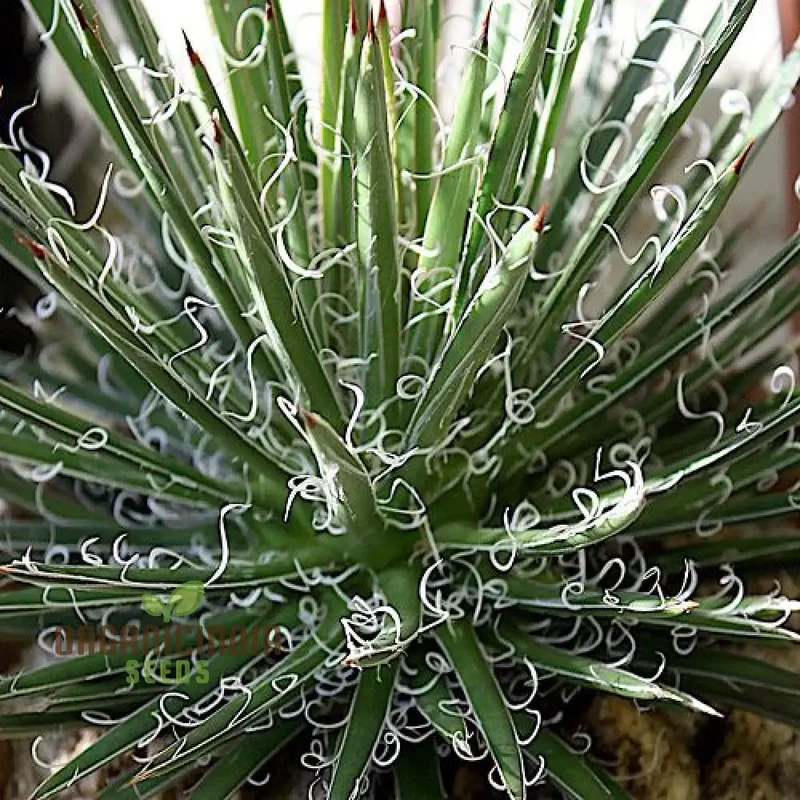 Agave multifilifera Seeds – Fine-Threaded Agave Variety for Home & Landscape Growing