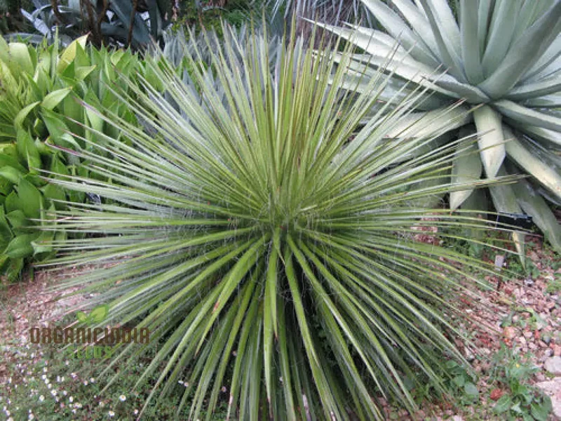Agave multifilifera Seeds – Fine-Threaded Agave Variety for Home & Landscape Growing