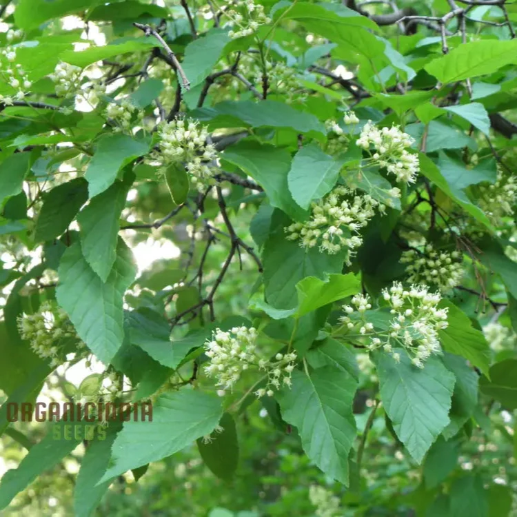 Acer Tataricum Seeds - Add Elegance to Your Landscape with Tartarian Maple