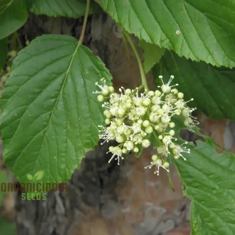 Acer Tataricum Seeds - Add Elegance to Your Landscape with Tartarian Maple