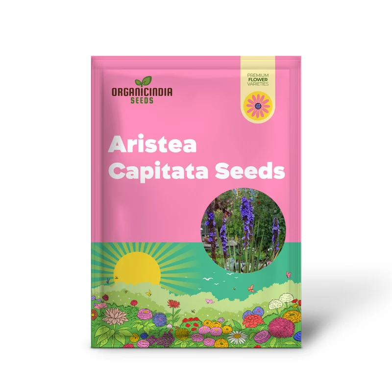 Aristea Capitata Seeds For planting: Enhance Your Garden with the Majestic Blue Stars of the Cape Iris ,A Guide to Cultivating and Caring for This Striking Perennial Beauty