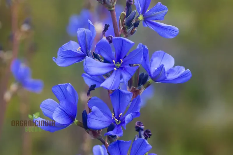 Aristea Capitata Seeds For planting: Enhance Your Garden with the Majestic Blue Stars of the Cape Iris ,A Guide to Cultivating and Caring for This Striking Perennial Beauty