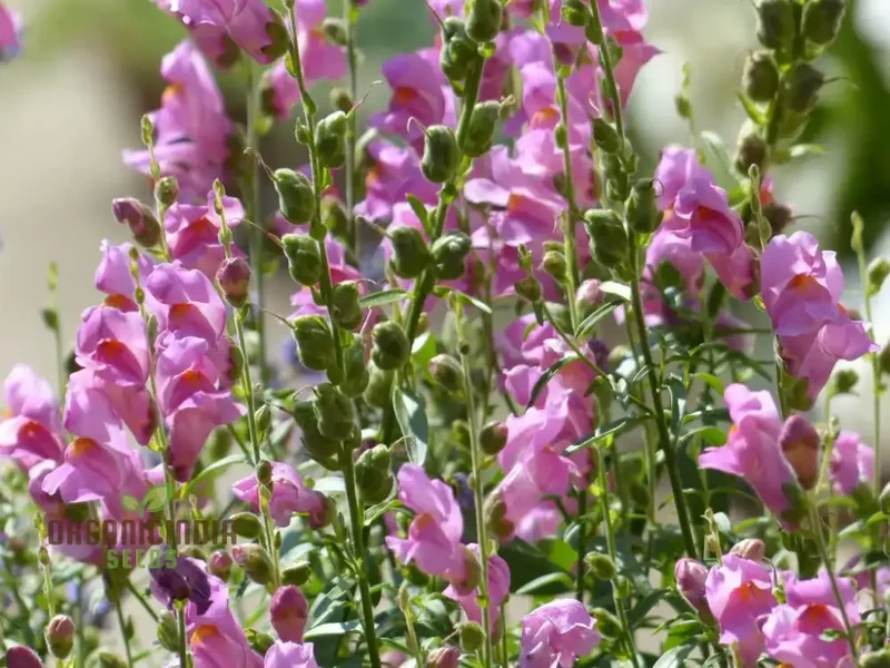 Snapdragon Antirrhinum Majus Tortuosum Seeds – Twisting Bloom Garden Variety