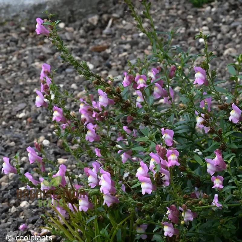 Snapdragon Antirrhinum Majus Tortuosum Seeds – Twisting Bloom Garden Variety