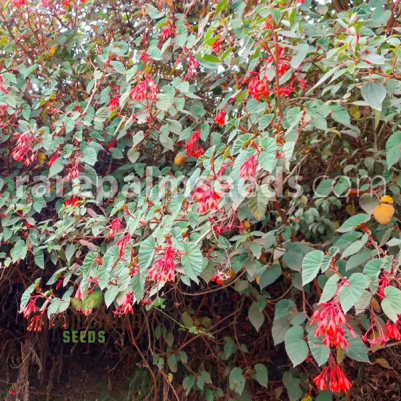 Begonia Ferruginea Seeds For Planting: Rare Rust-Colored Beauty for Your Garden Oasis - Shop Now!