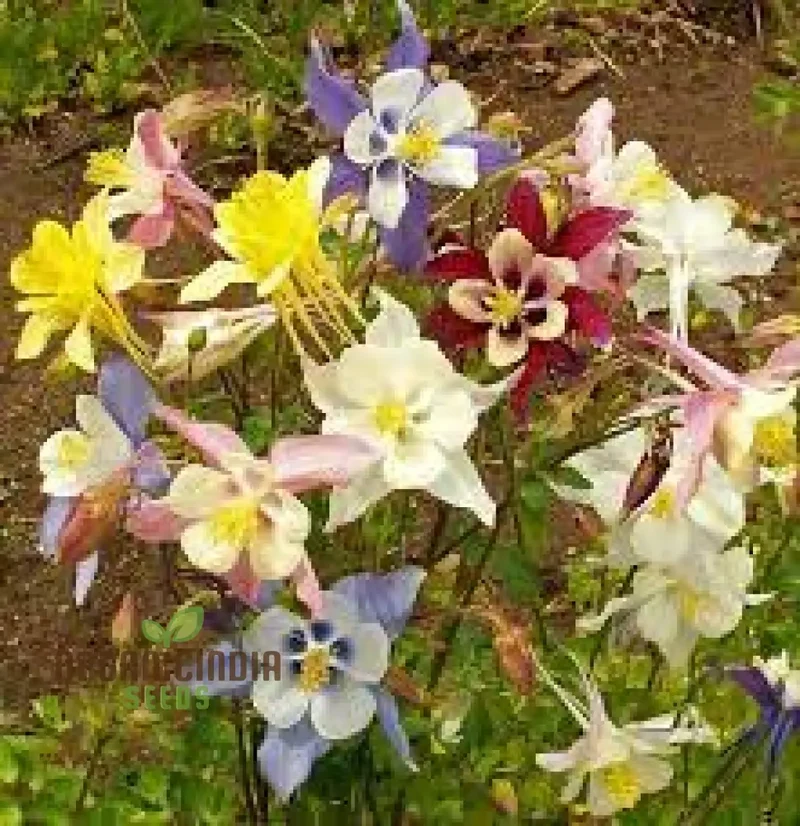 Aquilegia 'Starburst Mixed' Seeds for Gardening Enthusiasts - Rare Perennial Flower Seeds for Beautiful Gardens
