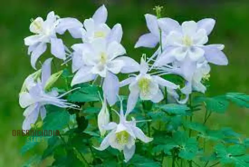 Aquilegia 'Starburst Mixed' Seeds for Gardening Enthusiasts - Rare Perennial Flower Seeds for Beautiful Gardens