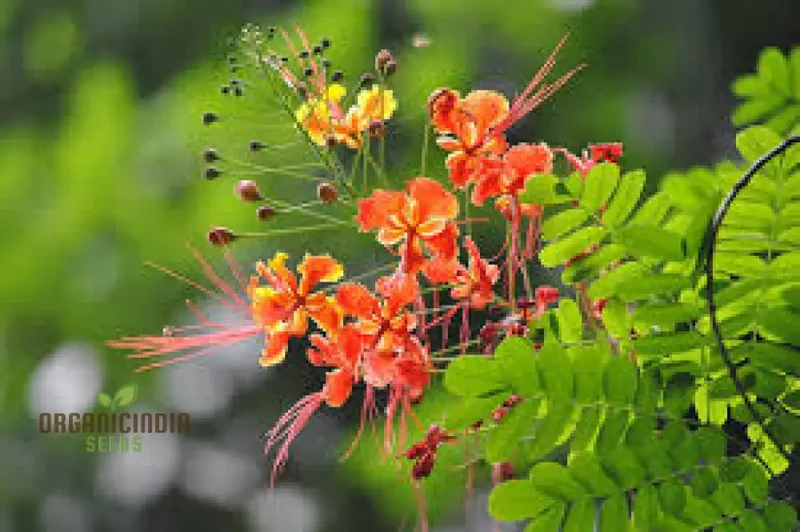Caesalpinia Pulcherrima Flowering Seeds For Planting,Cultivate Vibrant Blooms