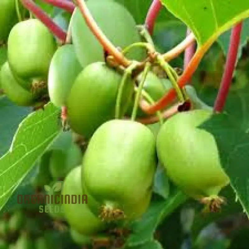 Kiwi Berry (Actinidia Arguta) Seeds for Gardening Enthusiasts | Grow Your Own Hardy Kiwi Vine at Home
