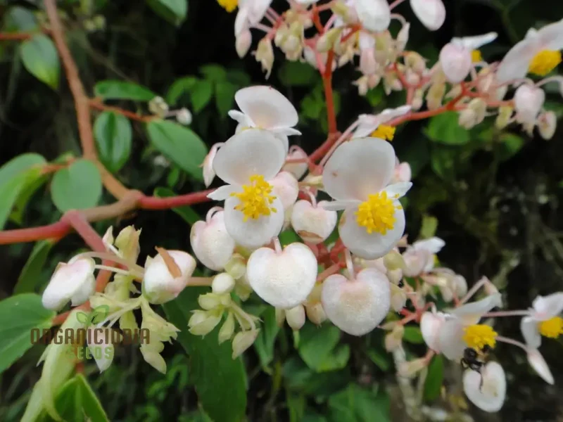 Begonia Aequatorialis Seeds For Planting: Rare Tropical Beauty for Your Garden Oasis