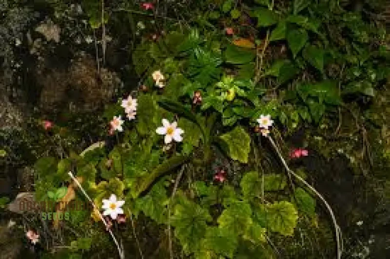Begonia Aequatorialis Seeds For Planting: Rare Tropical Beauty for Your Garden Oasis