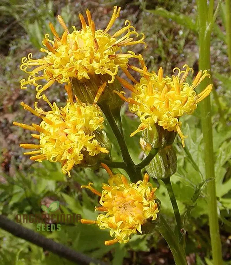 Cacaliopsis nardosmia glabrata Flower Seeds for Planting, Cultivating Exquisite Blooms with Expert Planting and Gardening Techniques