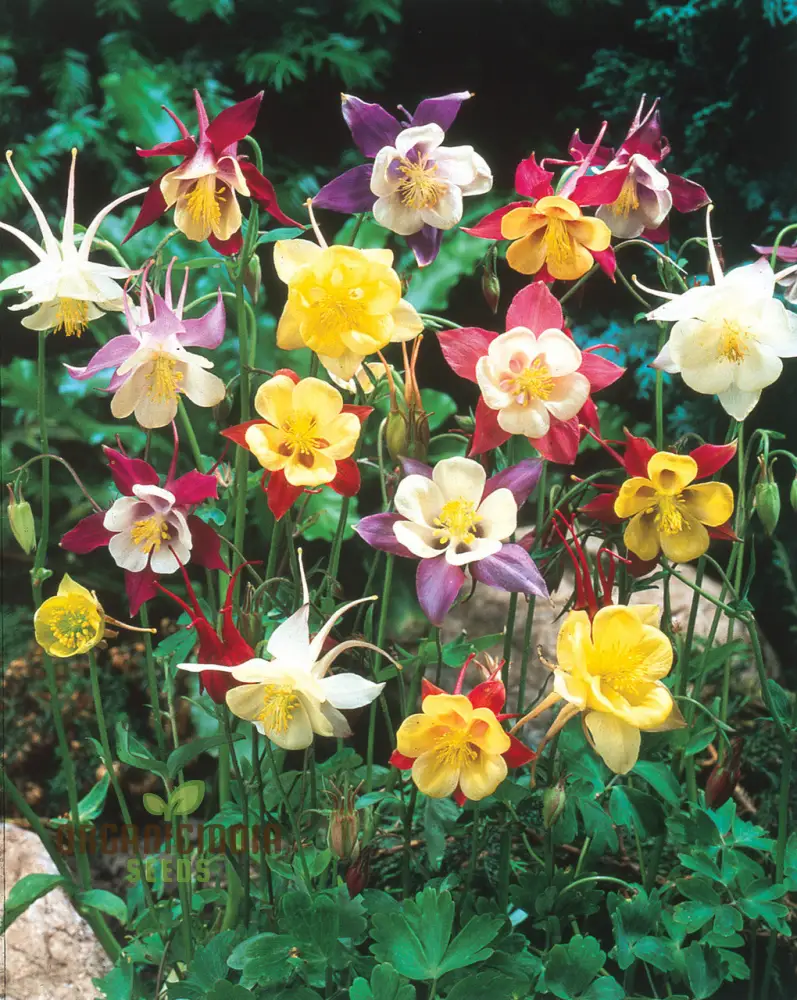 Aquilegia Mixed Seeds – Diverse Columbine Varieties for Beautiful Garden Displays