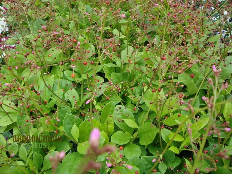Talinum paniculatum 'Jewels of Opar' Seeds – Elevate Your Gardening with Delicate Beauty and Sustainable Growth!