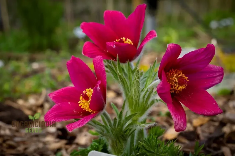 Pulsatilla Vulgaris 'Rosen Glocke' (Rubra) Flower Seeds For Planting, Stunning Red Bell-Shaped Blooms for Your Garden