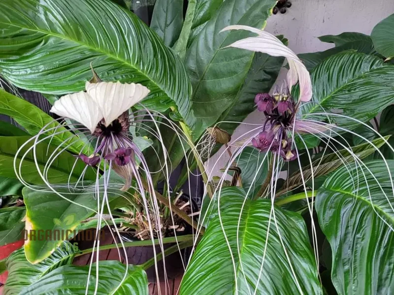 TACCA CHANTRIERI 'NIVEA' Seeds â€“ Elevate Your Gardening Experience with Unique, Stunning Blooms!
