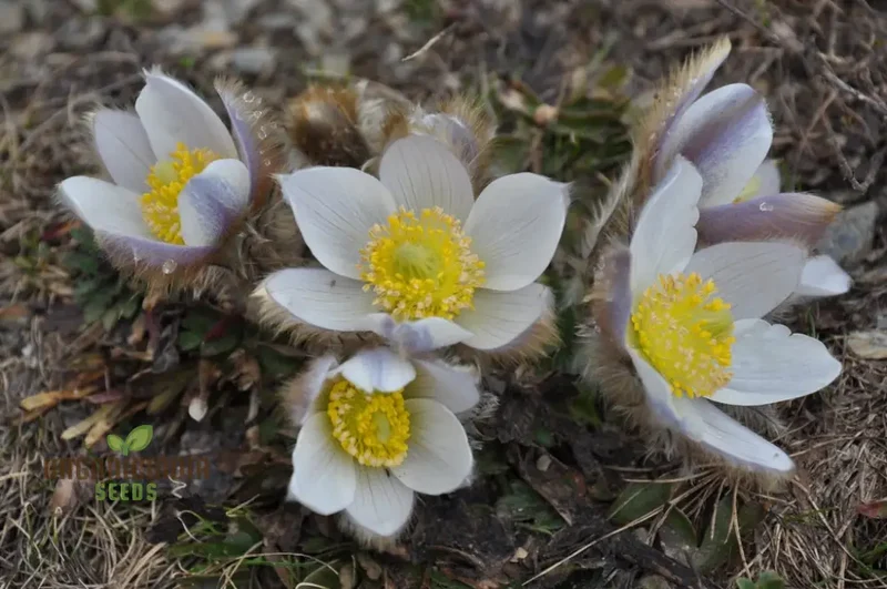 Pulsatilla Vernalis Flower Seeds For Planting, Early Spring Blooms for a Vibrant Garden