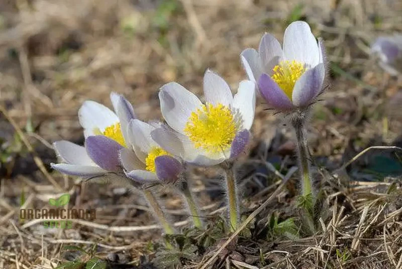 Pulsatilla Vernalis Flower Seeds For Planting, Early Spring Blooms for a Vibrant Garden