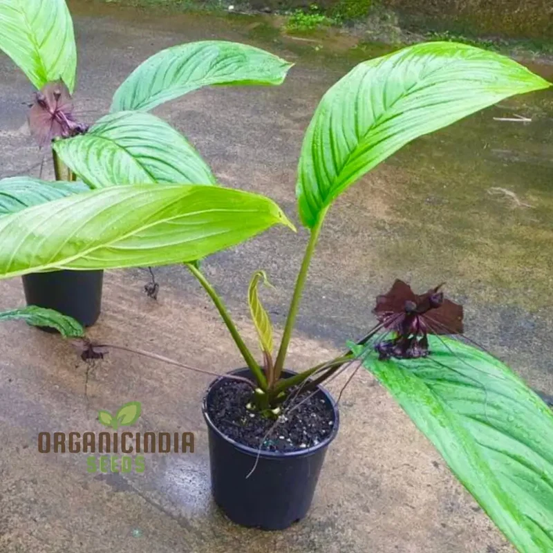 Tacca Chantrieri Seeds â€“ Elevate Your Gardening with Unique, Stunning Blooms!