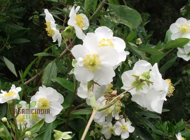 Carpenteria Californica Flower Seeds for Planting, Premium Quality Seeds for Gardening