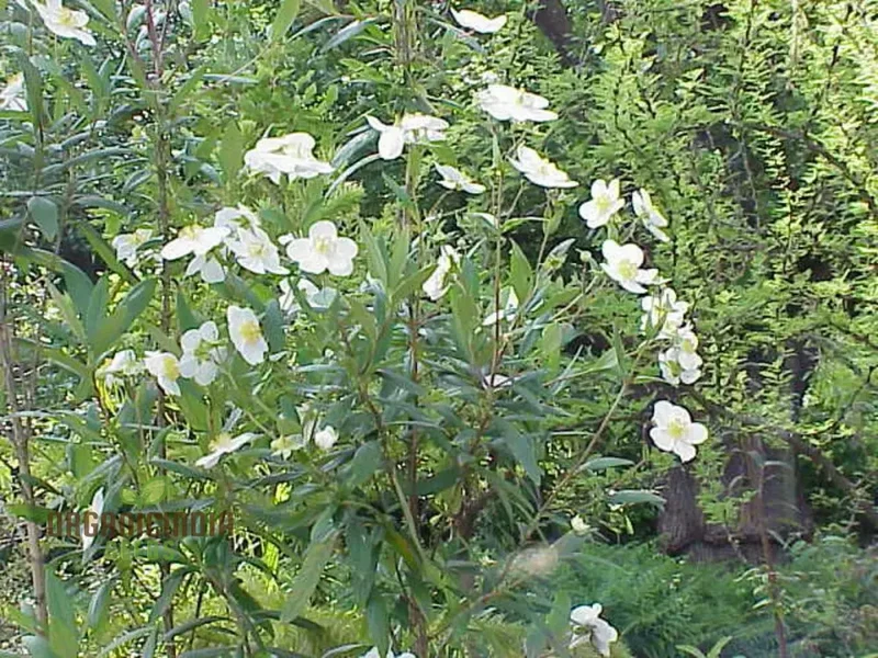Carpenteria Californica Flower Seeds for Planting, Premium Quality Seeds for Gardening