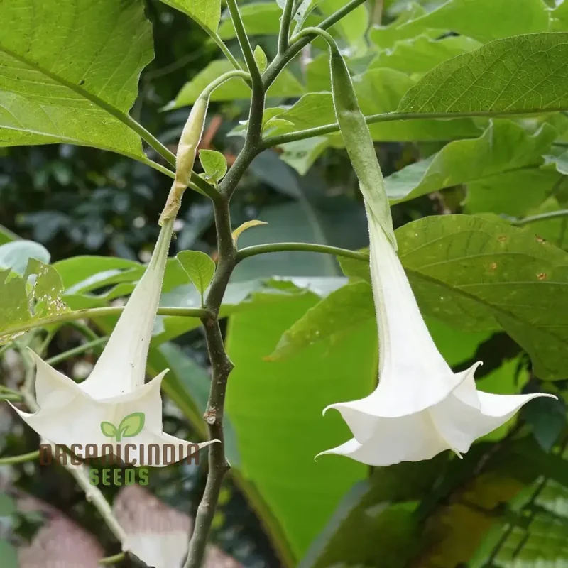 Brugmansia Arborea (Alba) Seeds For Planting, Fragrant Blooms for Your Garden Oasis