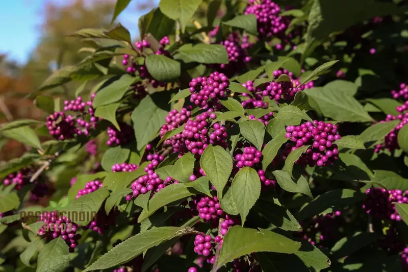 Callicarpa bodinieri Flower Seeds: Grow Your Garden with Exquisite Beauty