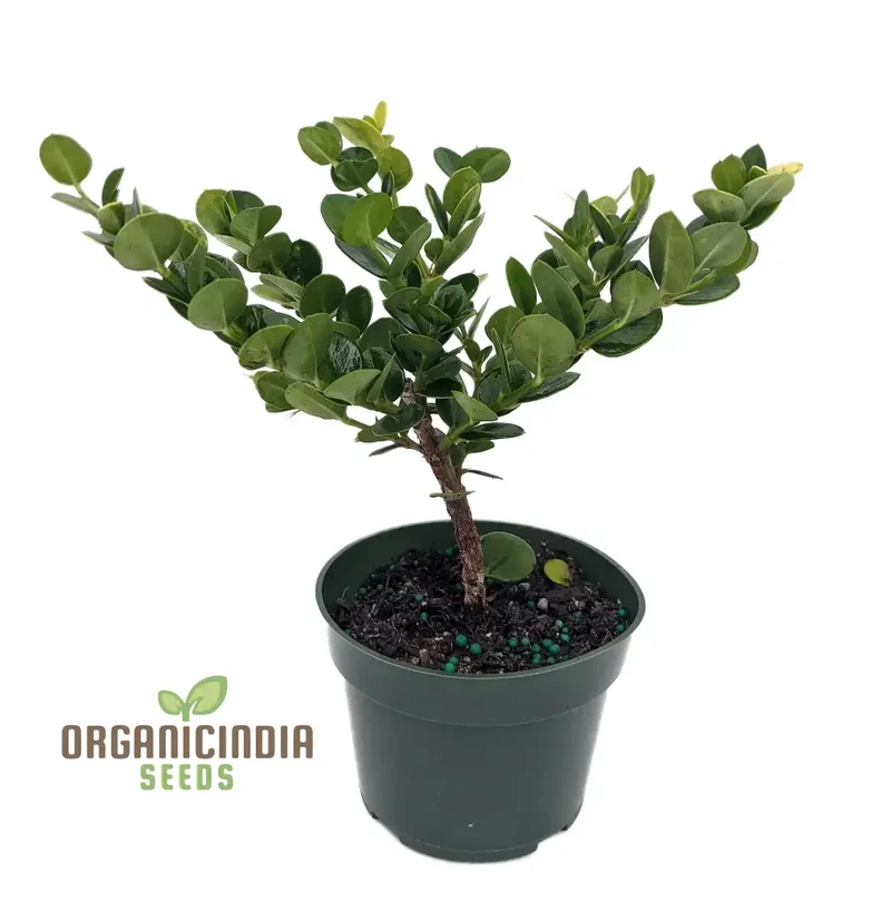 Carissa Macrocarpa Flower Seeds for Planting, Premium Quality Seeds for Gardening