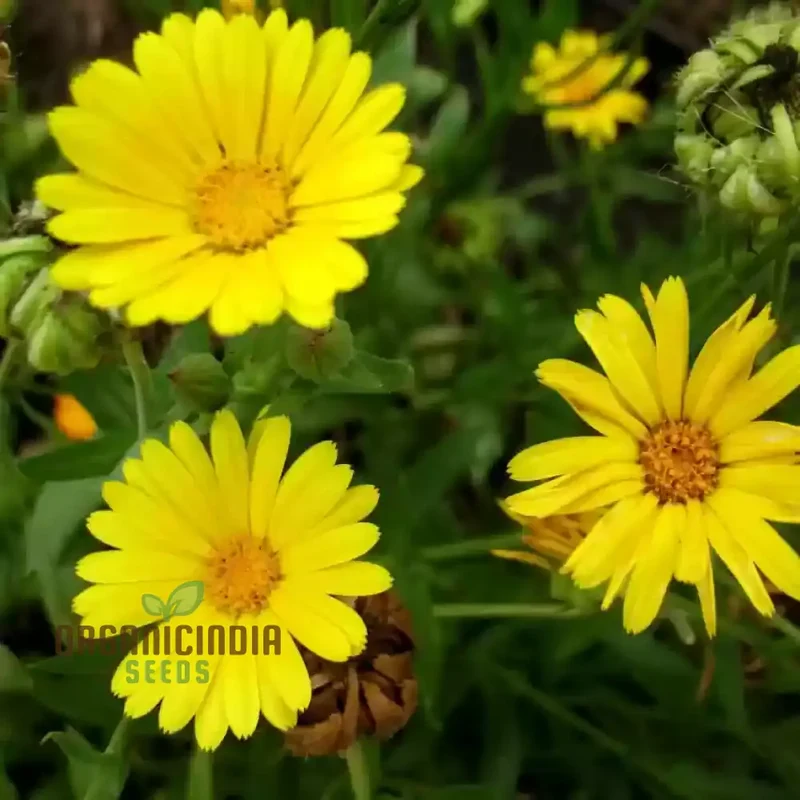 Calendula Officinalis 'Wintersun' Flower Seeds, Enhance Your Garden with Vibrant Blooms