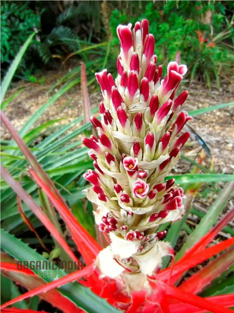 Bromelia Pinguin Seeds For Planting, Exotic Beauty for Your Garden, Rare and Vibrant Varieties
