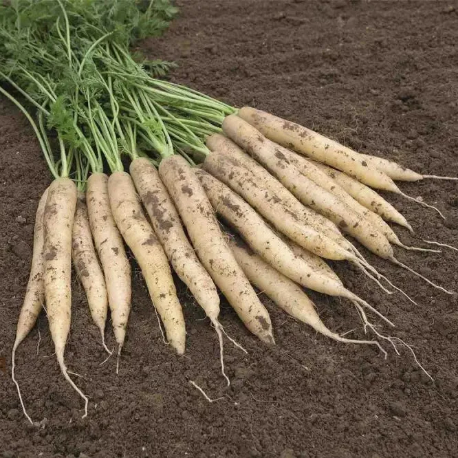Lunar White Carrot For Planting: Celestial Garden Delights for Root Crop Enthusiasts and Lunar Gardeners