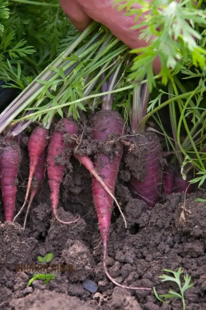Cosmic Purple Carrot Seeds For Planting : Unveiling Celestial Gardening Delights with Rare Heirloom Seeds