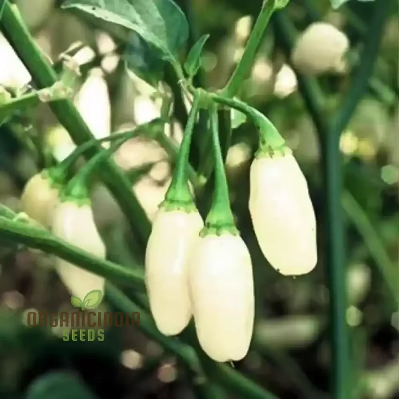 White Habanero Pepper Vegetable Seeds, Planting and Gardening Tips for Successful Cultivation