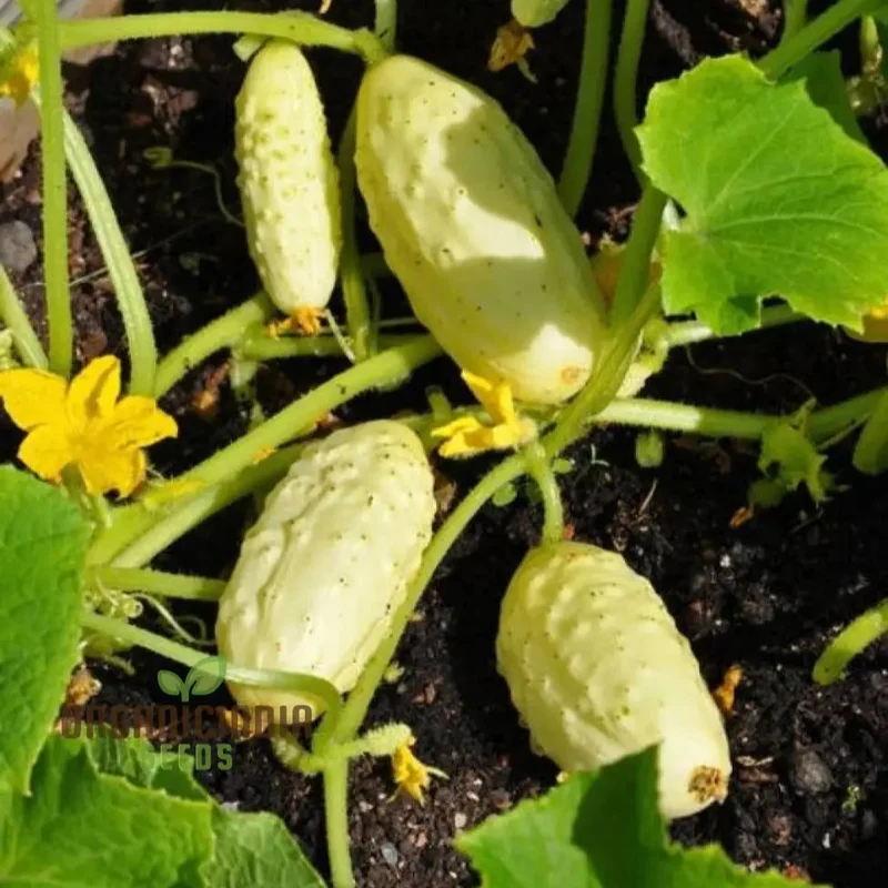 Miniature White Cucumber Seeds - Cultivate Petite and Refreshing Miniature White Cucumbers in Your Garden