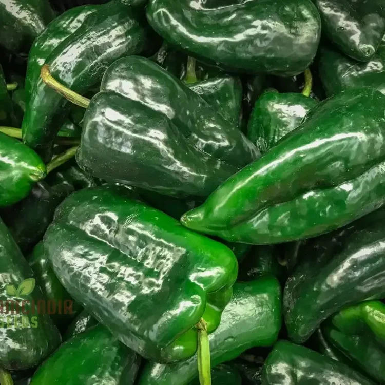 Ancho Gigantea Pepper Vegetable Seeds, Premium Quality for Garden Enthusiasts, Discover Exquisite Garden Seeds