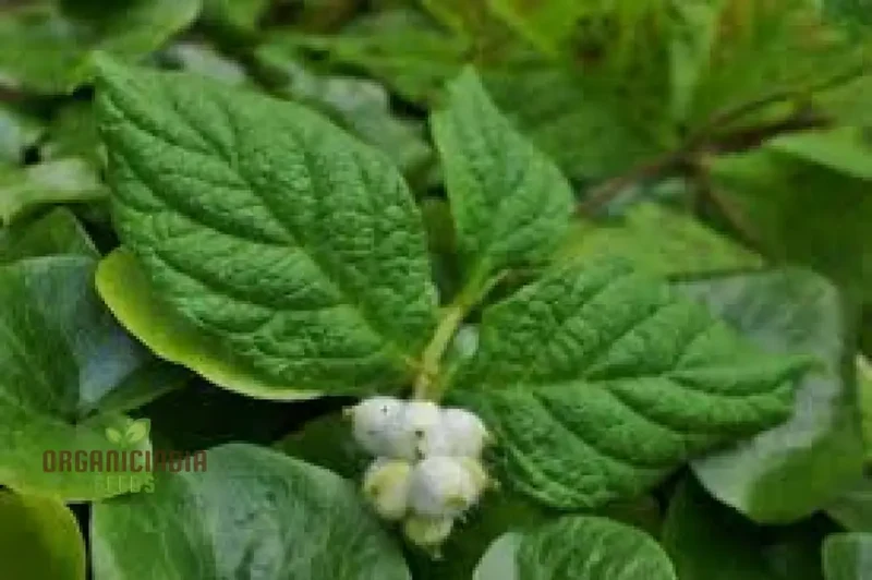 Triosteum Pinnatifidum Seeds for Exquisite Gardening Enthusiasts | Unique Perennial Flower Seeds