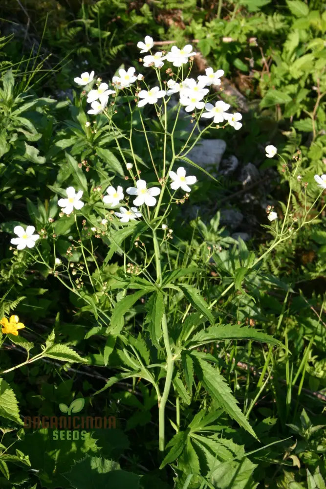 Ranunculus Platanifolius Flower Seeds For Planting, Adding Stunning Large Blooms to Your Garden