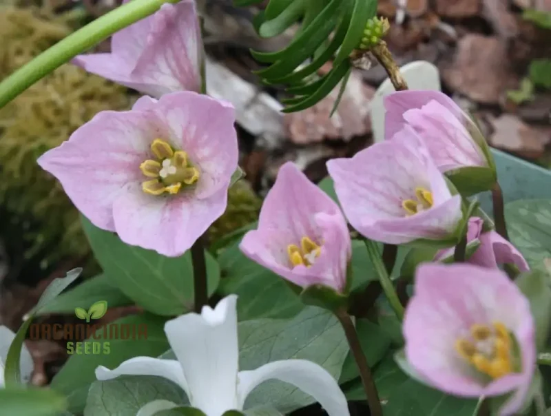 Trillium Seeds (Trillium Rivale Seeds) - Rare Shade-Loving Perennial Variety