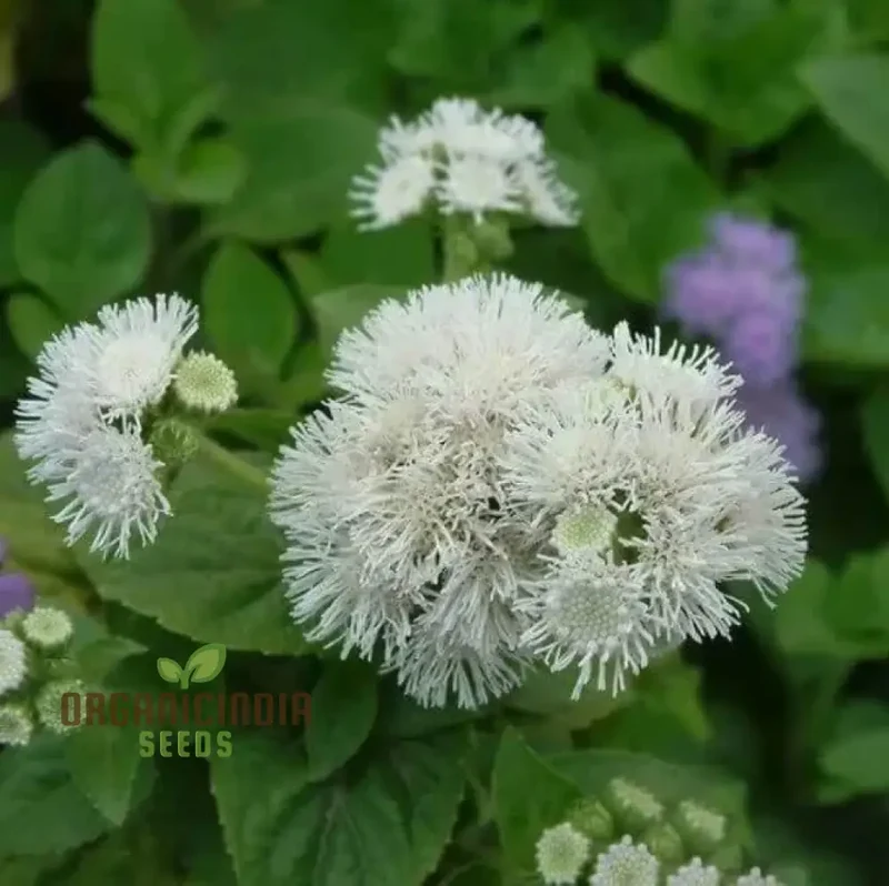 Ageratum - Ball White Seeds: Elevate Your Gardening Experience with Beautiful, Blooming Flowers!