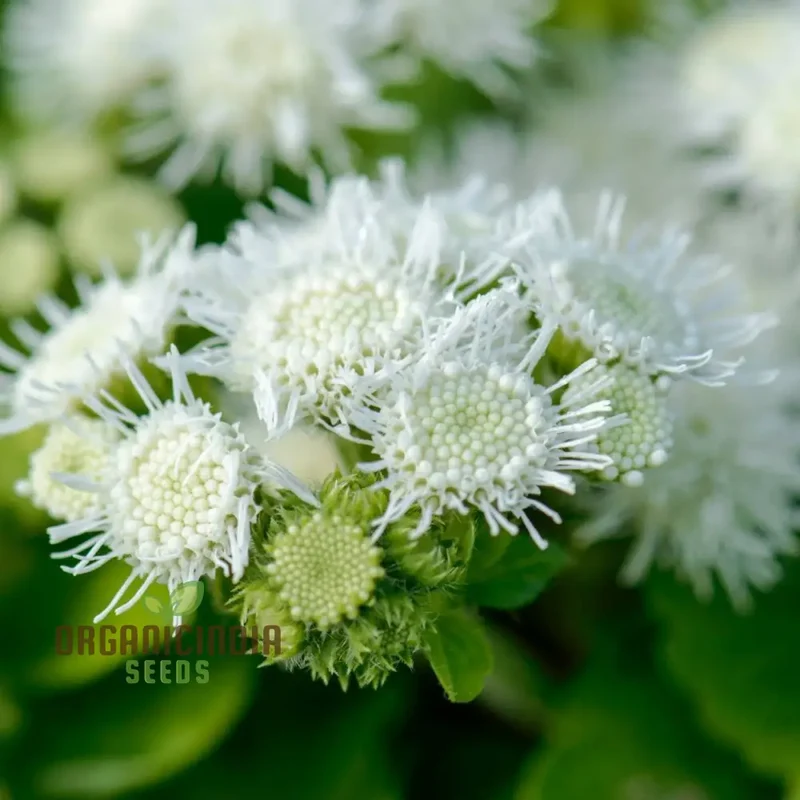 Ageratum - Ball White Seeds: Elevate Your Gardening Experience with Beautiful, Blooming Flowers!