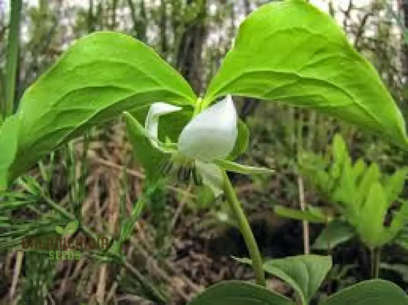 Trillium Seeds (Trillium Flexipes Seeds) - Rare Shade Perennial for Woodland Gardens