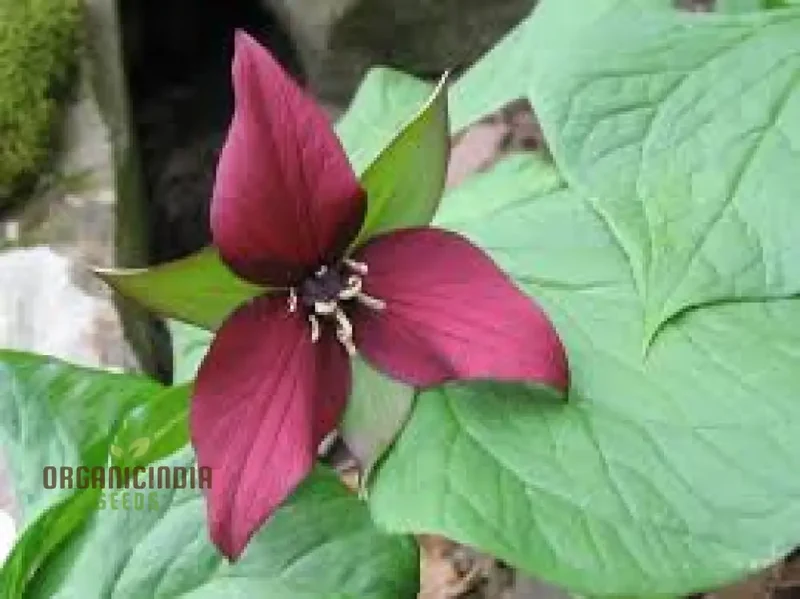 Trillium Erectum Seeds for Exquisite Gardening Enthusiasts | Rare Shade-Loving Perennial Seed Variety