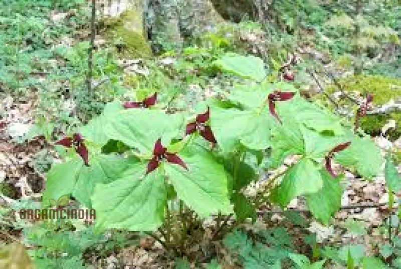 Trillium Erectum Seeds for Exquisite Gardening Enthusiasts | Rare Shade-Loving Perennial Seed Variety