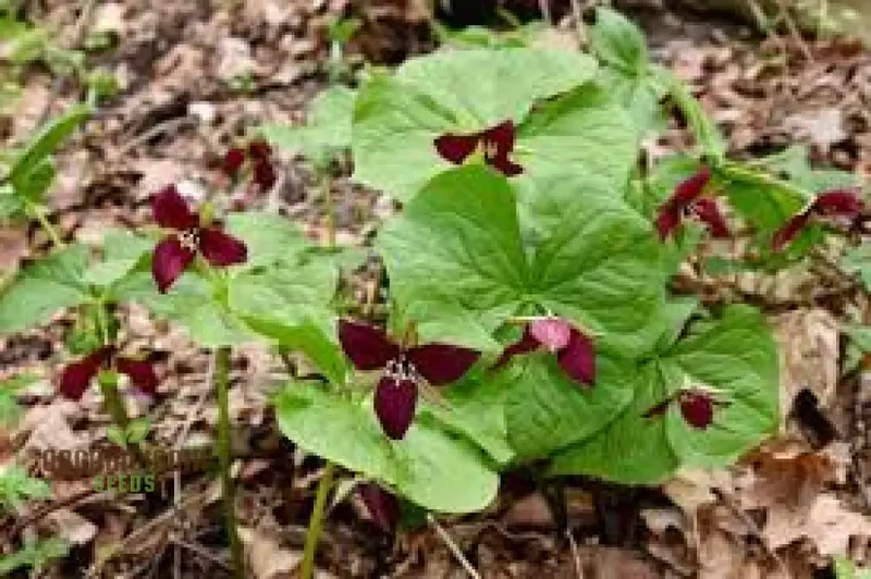 Trillium Erectum Seeds for Exquisite Gardening Enthusiasts | Rare Shade-Loving Perennial Seed Variety