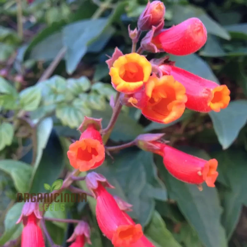Eccremocarpus Scaber 'Blood Red' Flower Seeds, Vibrant Blossoms for Your Garden