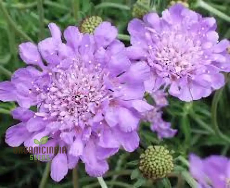 Lomelosia 'Blue Mound' Flower Seeds, Unique and Striking Garden Seeds, Premium Quality Gardening Seeds