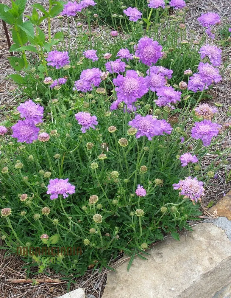 Lomelosia 'Blue Mound' Flower Seeds, Unique and Striking Garden Seeds, Premium Quality Gardening Seeds