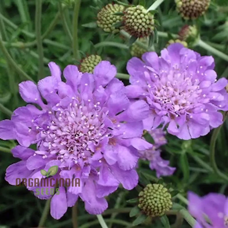 Lomelosia 'Blue Mound' Flower Seeds, Unique and Striking Garden Seeds, Premium Quality Gardening Seeds