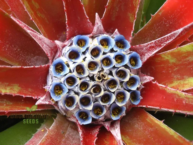 Fascicularia Micrantha Seeds - Exotic Bromeliad for Planting in Tropical Gardens and Containers